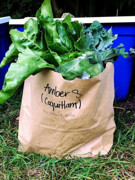 Community Supported Agriculture farm share.