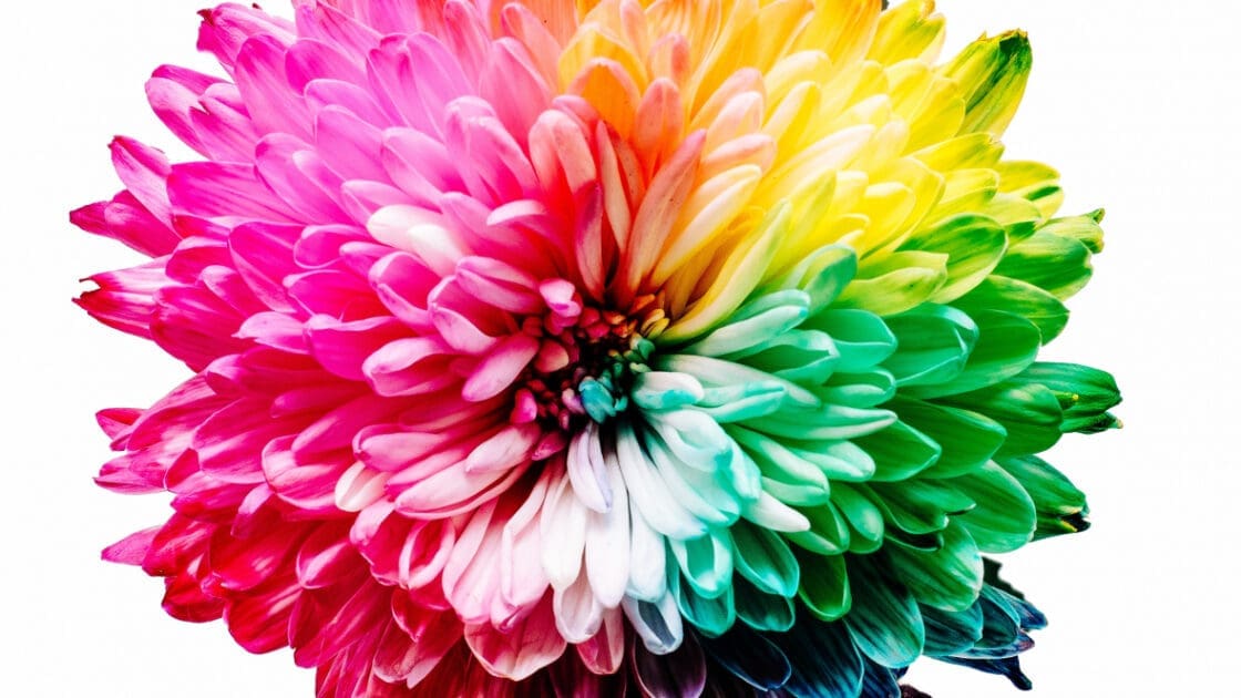 Image of rainbow colored chrysanthemum on plain white background. Kirtan also opens up the heart chakra, called the Anahata chakra, located at the center of the chest. Gorgeous photo of multicolored flower.