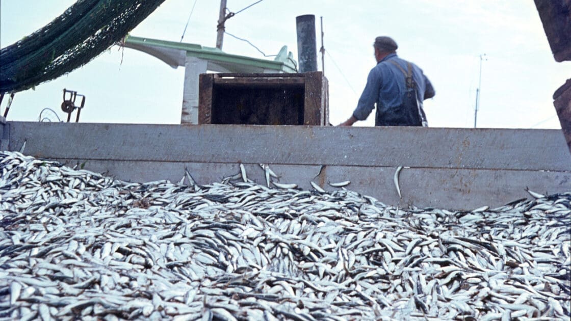Effects of Overfishing Could Be Reversed -- If Fishing Is Halted for 5 Years