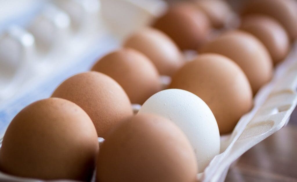 eggs