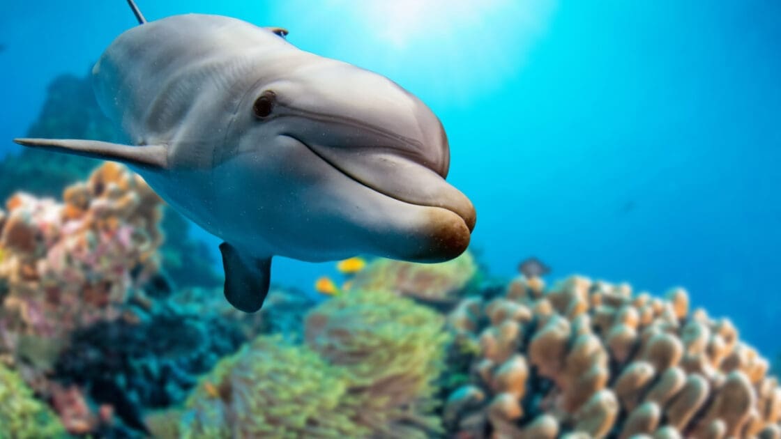 First-Ever Undercover Footage Details Cruelty in California Fishing Industry