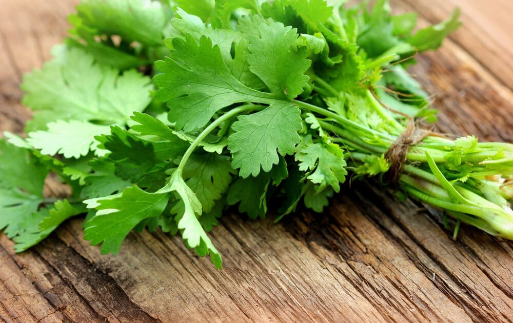 growing cilantro by throwing shade