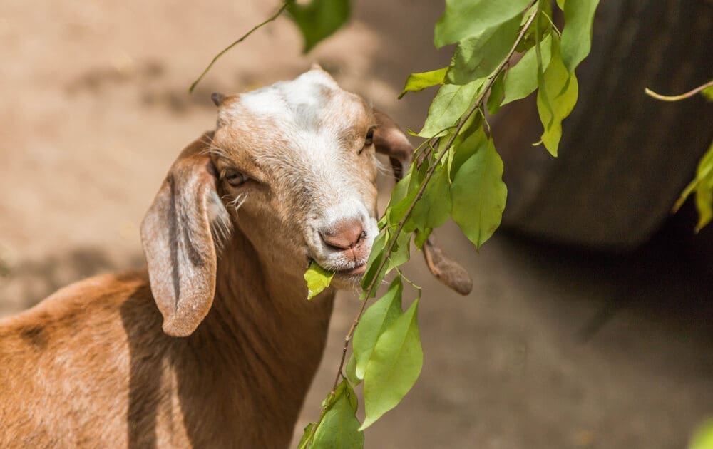 Rent-a-Goat to eat your landscape