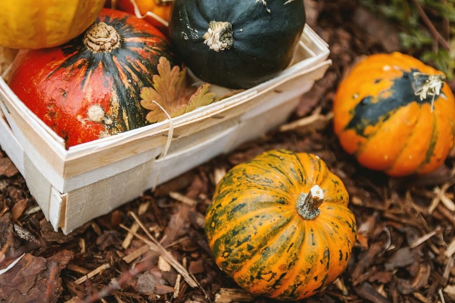 Can you eat heirloom pumpkins? Yes! An image of a wooden crate of heirloom pumpkins in a variety of colors, shapes, and sizes.