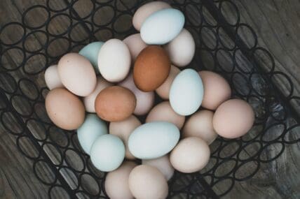 image of different colored eggs