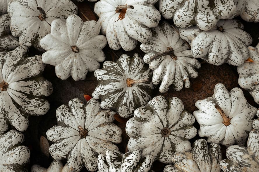 Image of flat white heirloom pumpkins in various sizes arranged on the ground.