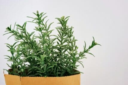 image of rosemary which can invigorate your skin