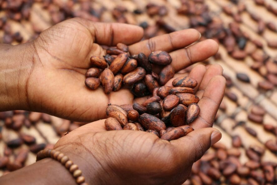 Ancient medicine Cacao Unsplash